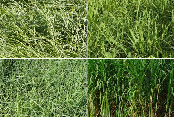 8 dicas para escolher a forrageira certa e formar boas pastagens 8 dicas para escolher a forrageira certa e formar boas pastagens